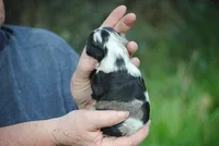 bonmerfem, a female Cocker Spaniel for sale in Oakland, OR – Photo 5 of 7