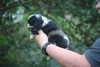 bonmerfem, a female Cocker Spaniel for sale in Oakland, OR – Photo 4 of 8