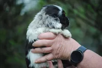 bonmerfem, a female Cocker Spaniel for sale in Oakland, OR – Photo 3 of 8