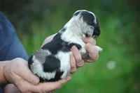 bonmerfem, a female Cocker Spaniel for sale in Oakland, OR – Photo 2 of 7
