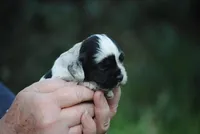 bonmerfem, a female Cocker Spaniel for sale in Oakland, OR – Photo 6 of 7