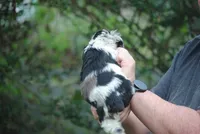bonmerfem, a female Cocker Spaniel for sale in Oakland, OR – Photo 5 of 8