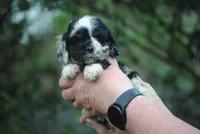 bonmerfem, a female Cocker Spaniel for sale in Oakland, OR – Photo 2 of 8