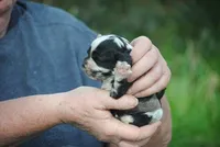 bonmerfem, a female Cocker Spaniel for sale in Oakland, OR – Photo 7 of 7