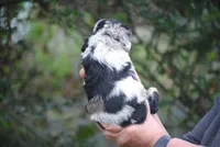 bonmerfem, a female Cocker Spaniel for sale in Oakland, OR – Photo 6 of 8