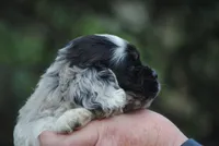 bonmerfem, a female Cocker Spaniel for sale in Oakland, OR – Photo 8 of 8