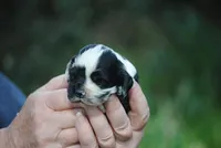 bonmerfem, a female Cocker Spaniel for sale in Oakland, OR – Photo 1 of 7