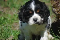 prince2male, a male Cocker Spaniel for sale in Oakland, OR – 8 of 10