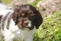 prince2fem, a male Cocker Spaniel for sale in Oakland, OR – 4 of 9