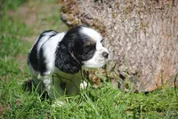 prince3male, a male Cocker Spaniel for sale in Oakland, OR – 7 of 10