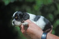 prince1male, a male Cocker Spaniel for sale in Oakland, OR – 5 of 10