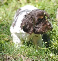 prince2fem, a male Cocker Spaniel for sale in Oakland, OR – 6 of 9