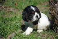 prince2male, a male Cocker Spaniel for sale in Oakland, OR – 10 of 10