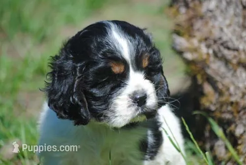 prince2male – Cocker Spaniel puppy for sale in Oakland, OR