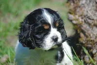 prince2male, a male Cocker Spaniel for sale in Oakland, OR – 1 of 10