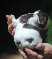 prince1fem, a male Cocker Spaniel for sale in Oakland, OR – 9 of 10
