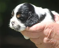 prince2male, a male Cocker Spaniel for sale in Oakland, OR – 4 of 10
