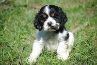 prince2male, a male Cocker Spaniel for sale in Oakland, OR – 5 of 10