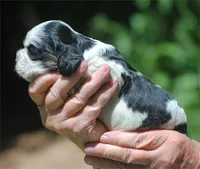 prince3male, a male Cocker Spaniel for sale in Oakland, OR – 5 of 10