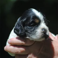 prince2male, a male Cocker Spaniel for sale in Oakland, OR – 5 of 10