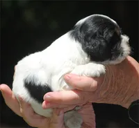 prince2male, a male Cocker Spaniel for sale in Oakland, OR – 9 of 10