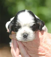 prince3male, a male Cocker Spaniel for sale in Oakland, OR – 6 of 10