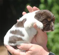 prince2fem, a male Cocker Spaniel for sale in Oakland, OR – 2 of 10
