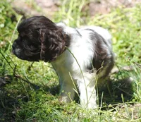 prince2fem, a male Cocker Spaniel for sale in Oakland, OR – 8 of 9
