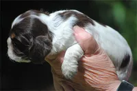 prince1fem, a male Cocker Spaniel for sale in Oakland, OR – 10 of 10