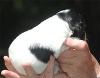 prince2male, a male Cocker Spaniel for sale in Oakland, OR – 6 of 10