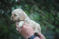 bonbuffem, a female Cocker Spaniel for sale in Oakland, OR – Photo 4 of 9