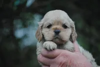 bonbuffem, a female Cocker Spaniel for sale in Oakland, OR – Photo 8 of 9