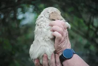 bonbuffem, a female Cocker Spaniel for sale in Oakland, OR – Photo 7 of 9
