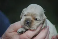 bonbuffem, a female Cocker Spaniel for sale in Oakland, OR – Photo 6 of 7