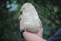 bonbuffem, a female Cocker Spaniel for sale in Oakland, OR – Photo 5 of 9