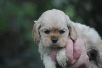 bonbuffem, a female Cocker Spaniel for sale in Oakland, OR – Photo 3 of 9