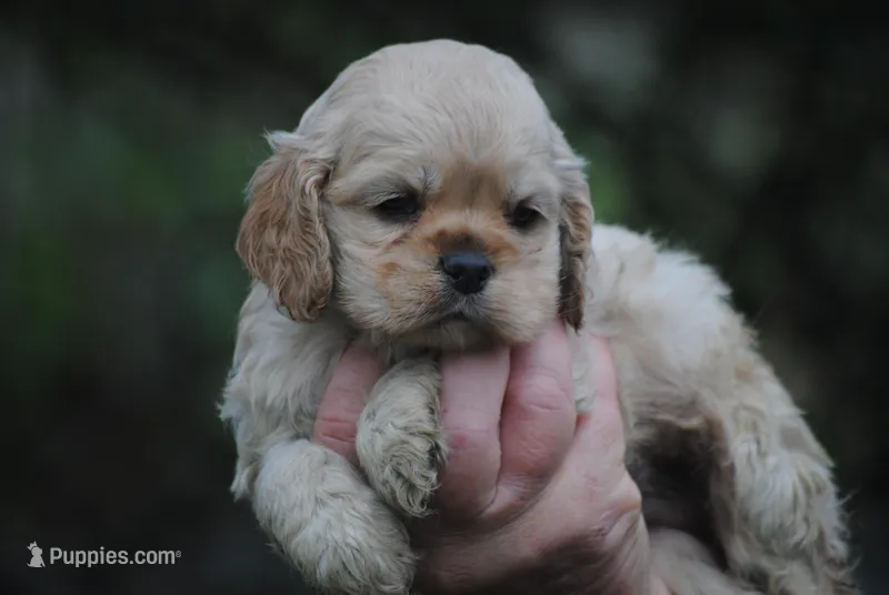 bonbuffem – Cocker Spaniel puppy for sale in Oakland, OR