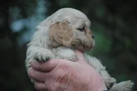 bonbuffem, a female Cocker Spaniel for sale in Oakland, OR – Photo 9 of 9
