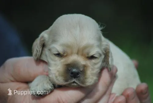 bonbuffem – Cocker Spaniel puppy for sale in Oakland, OR