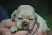 bonbuffem, a female Cocker Spaniel for sale in Oakland, OR – Photo 1 of 7