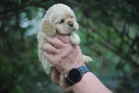 bonbuffem, a female Cocker Spaniel for sale in Oakland, OR – Photo 6 of 9