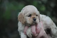 bonbuffem, a female Cocker Spaniel for sale in Oakland, OR – Photo 2 of 9