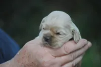 bonbuffem, a female Cocker Spaniel for sale in Oakland, OR – Photo 2 of 7