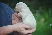 bonbuffem, a female Cocker Spaniel for sale in Oakland, OR – Photo 3 of 7