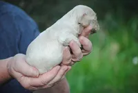 bonbuffem, a female Cocker Spaniel for sale in Oakland, OR – Photo 7 of 7