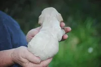 bonbuffem, a female Cocker Spaniel for sale in Oakland, OR – Photo 4 of 7