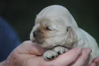 bonbuffem, a female Cocker Spaniel for sale in Oakland, OR – Photo 5 of 7