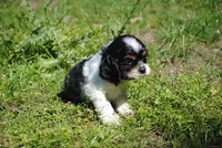 prince1male, a male Cocker Spaniel for sale in Oakland, OR – 9 of 9