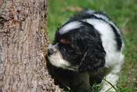prince1male, a male Cocker Spaniel for sale in Oakland, OR – 3 of 9