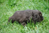 bonchocmale, a male Cocker Spaniel for sale in Oakland, OR – Photo 4 of 7